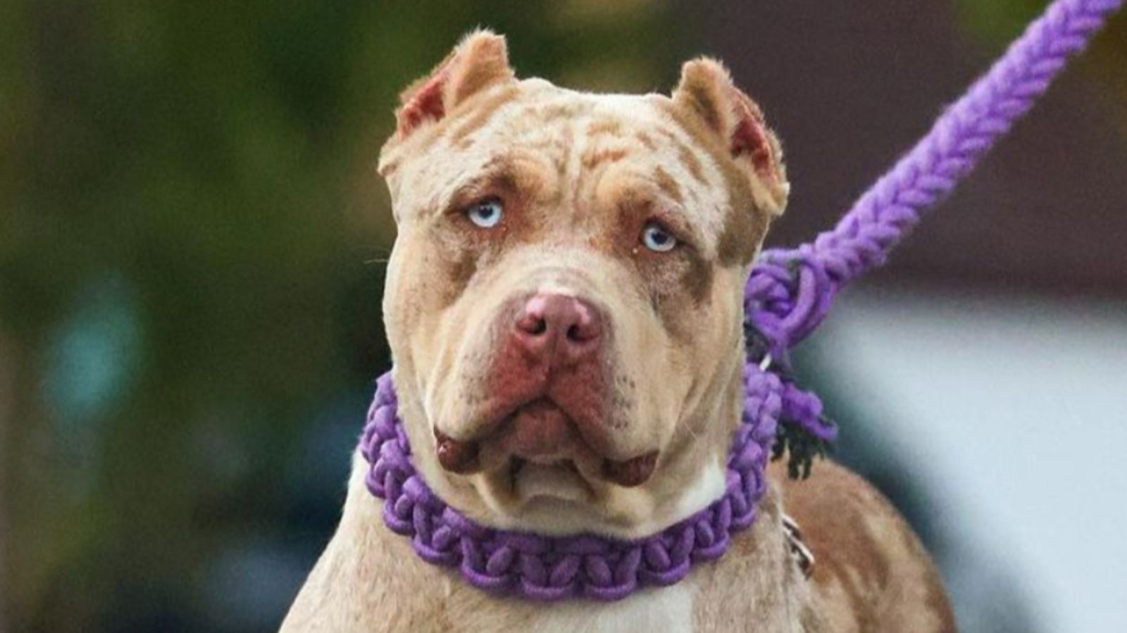 Blue eyed bully 2024 pitbulls