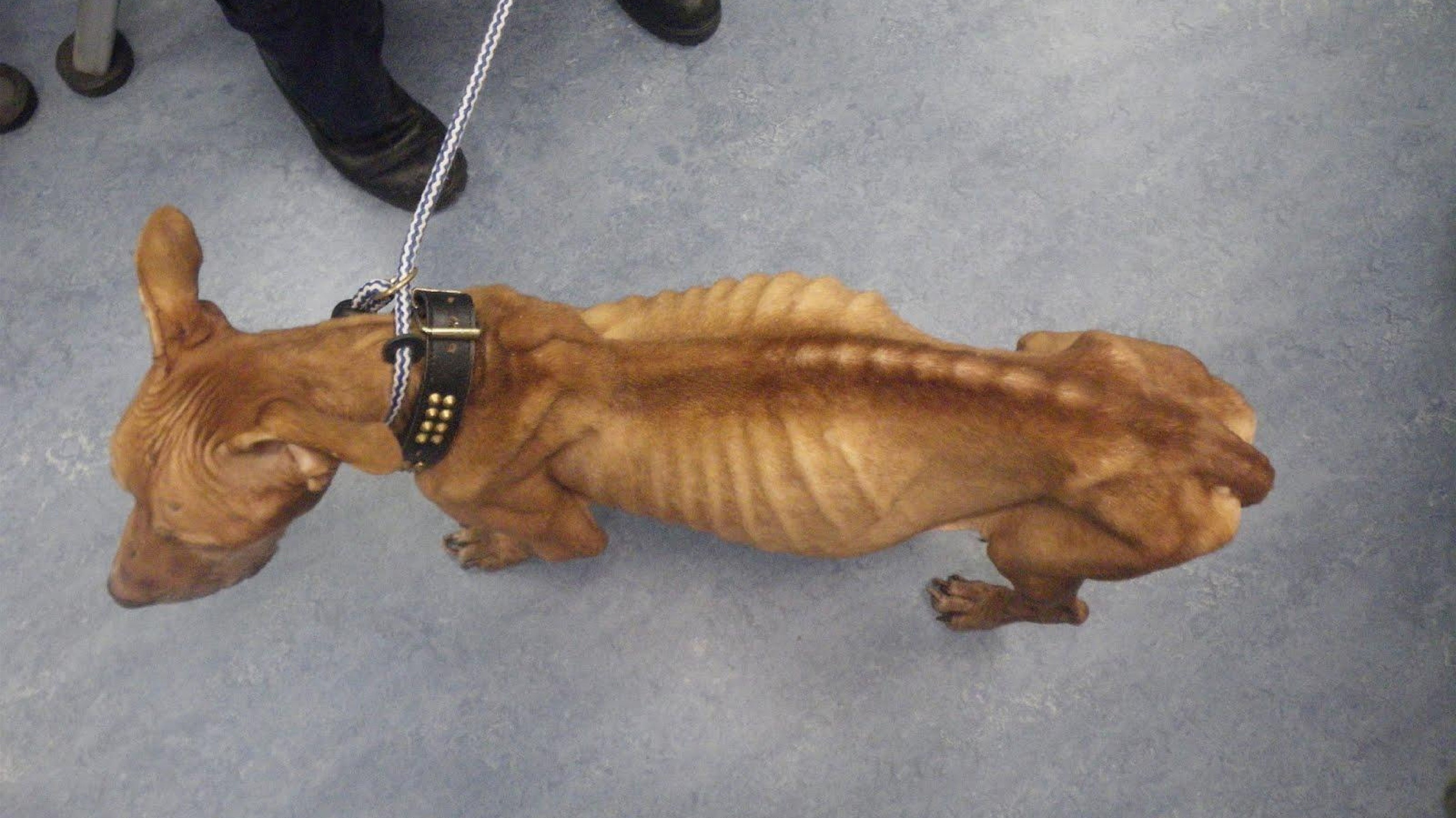 suspended-sentence-for-owner-who-kept-thinnest-dog-inspector-had-ever