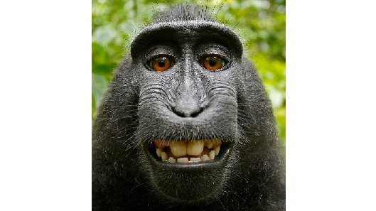 Monkey 'selfie' picture sparks Wikipedia copyright row | ITV News