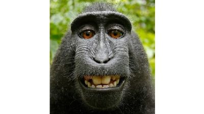 Monkey - Wikipedia