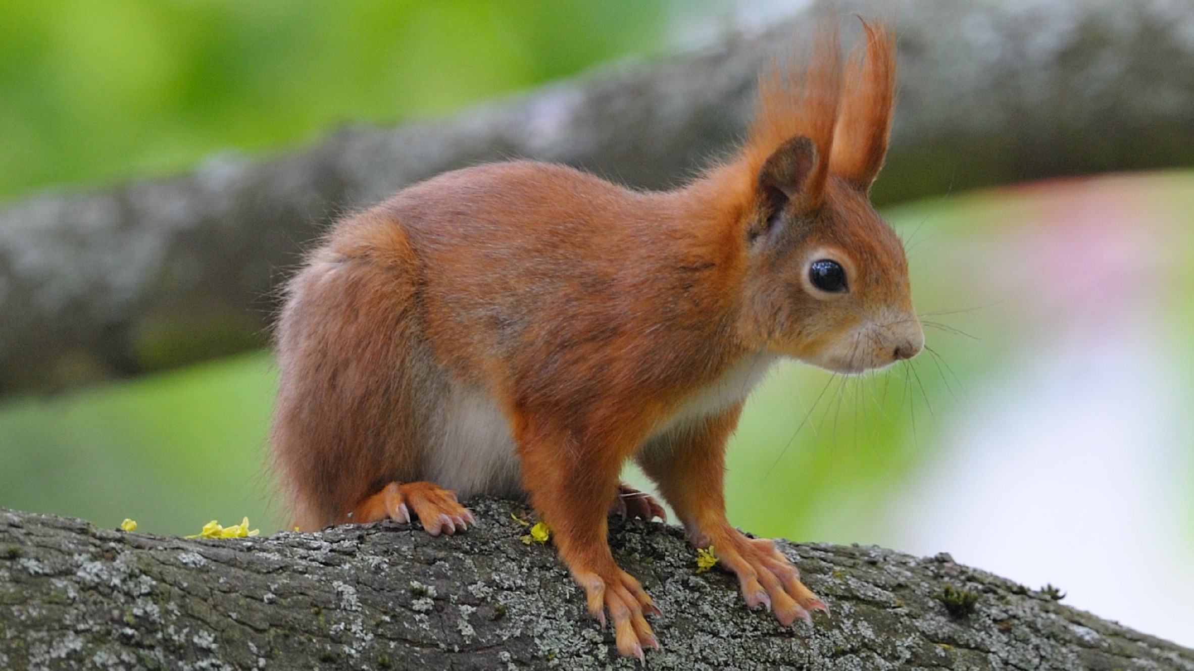 Red squirrel diseases: How can you help? | ITV News Border