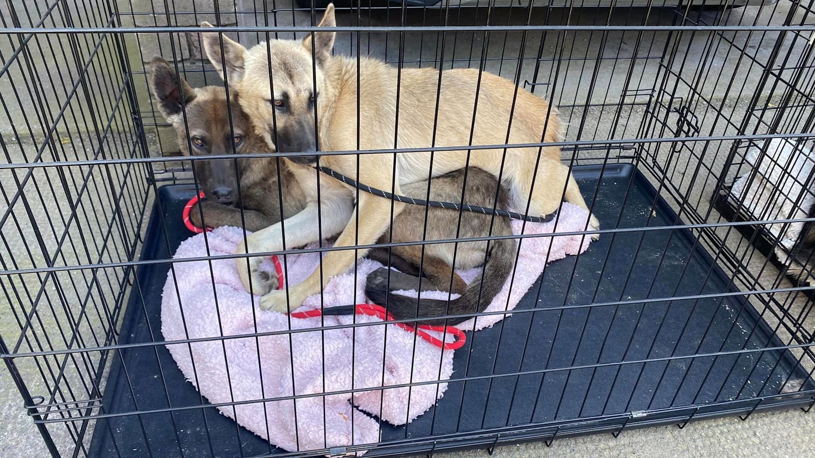 Dumfries and galloway dog online rescue centre