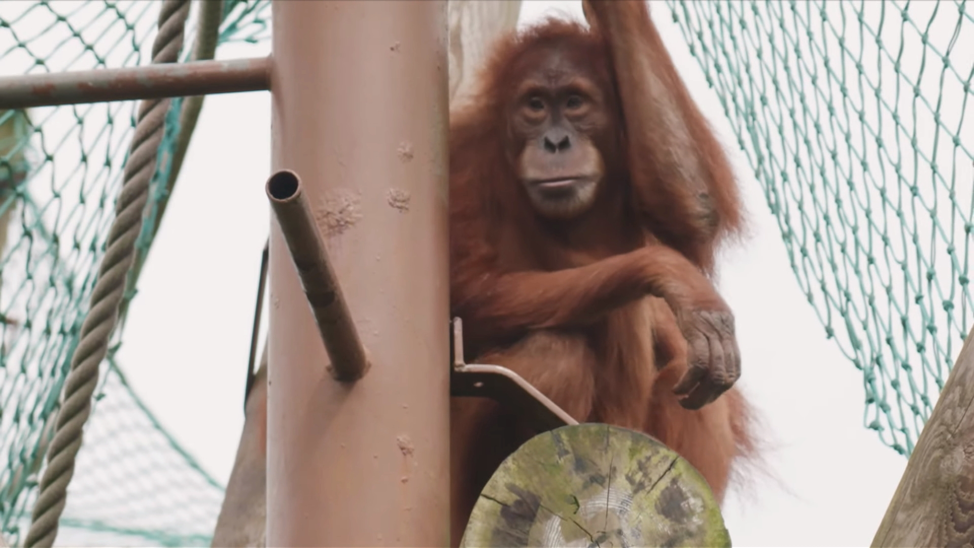 Orangutan at Jersey Zoo editorial photo. Image of durrell - 115592996