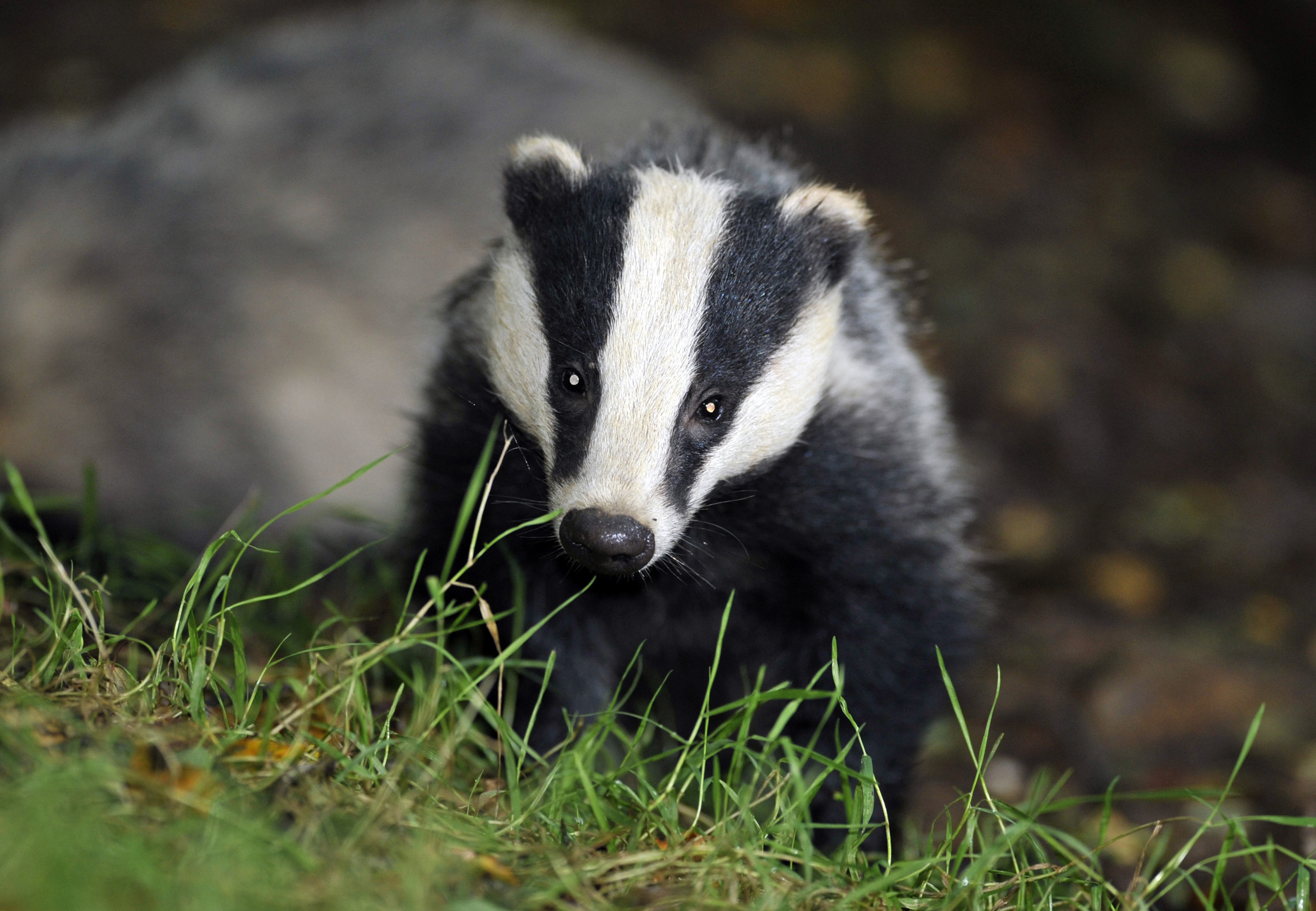 badger-culling-licences-granted-for-areas-across-the-midlands-itv