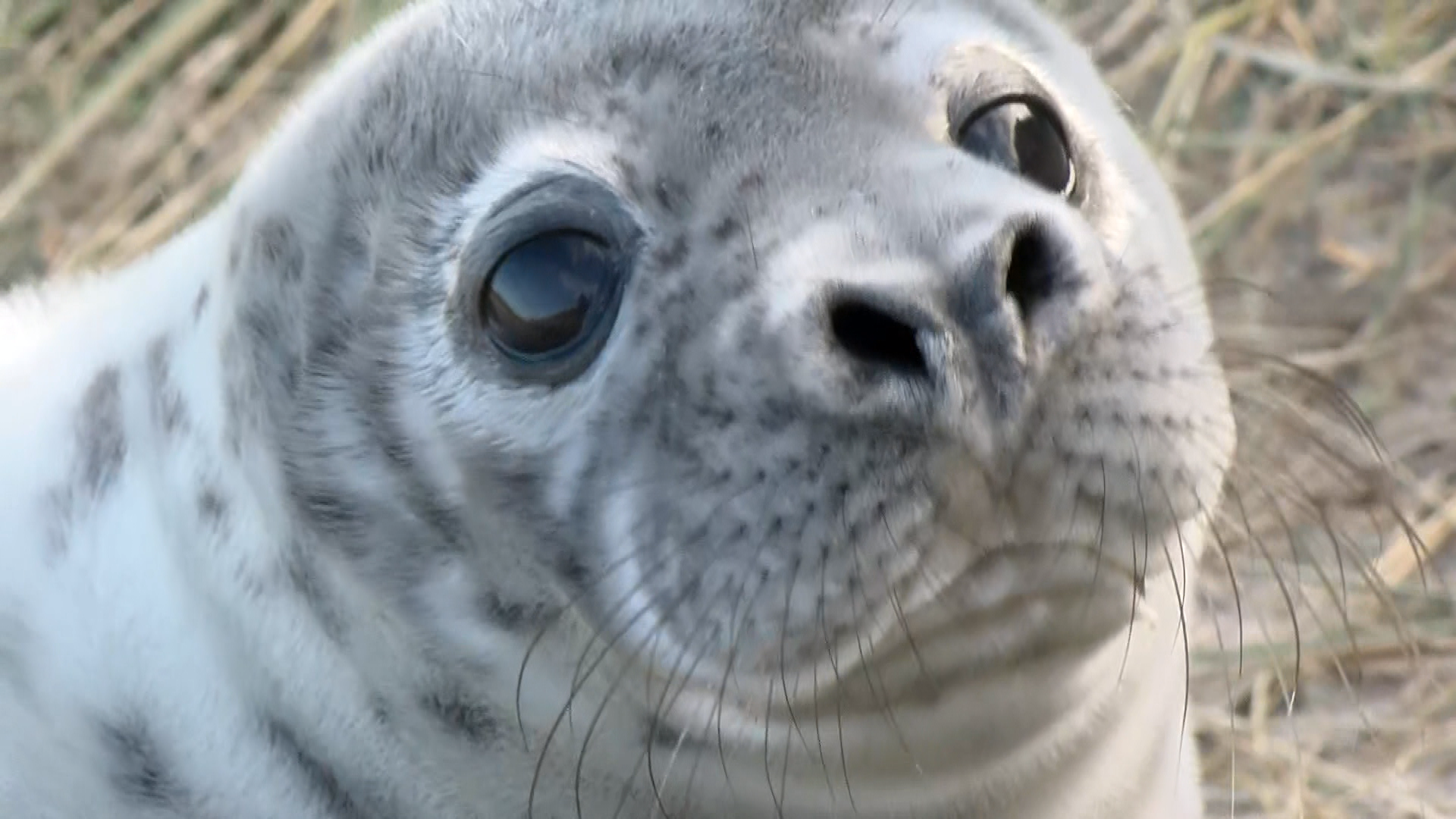 Record number of seal pups counted on Norfolk coast