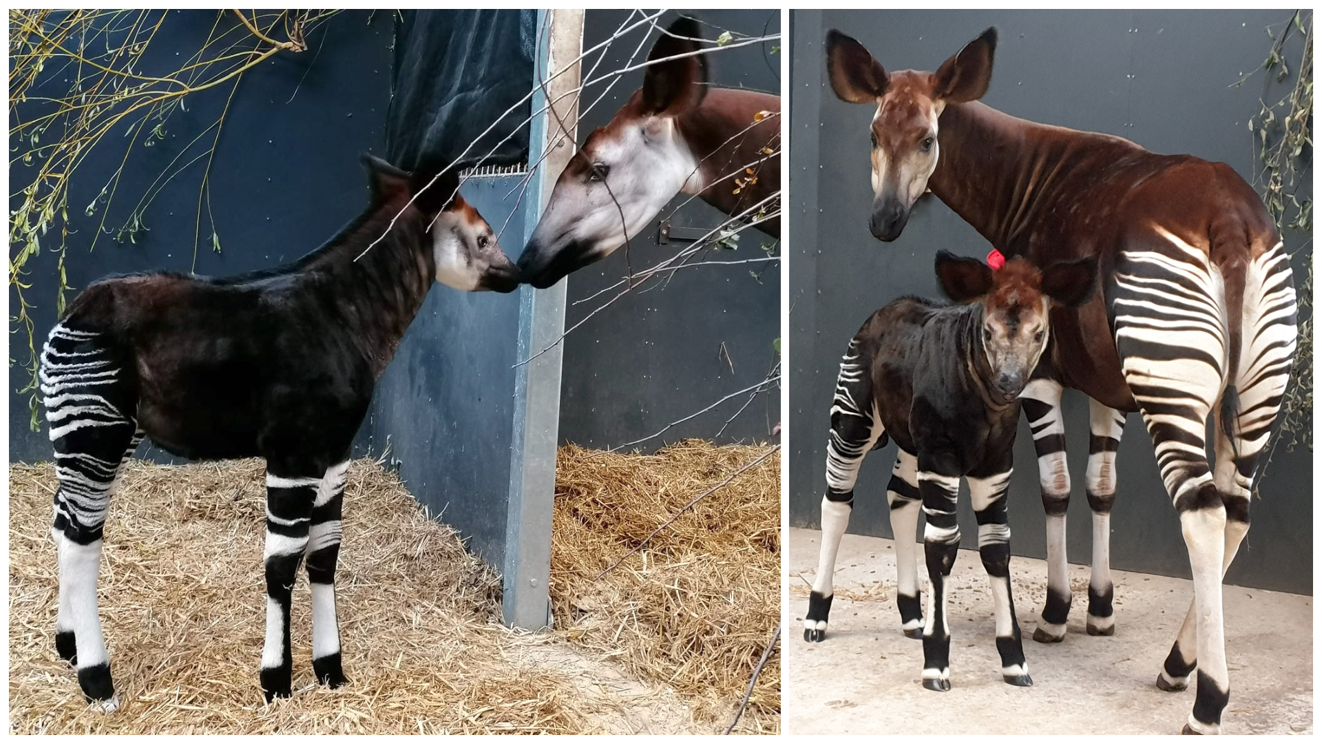 A Conservation Landmark Rare Okapi Calf Born At Yorkshire Wildlife Park Itv News Calendar