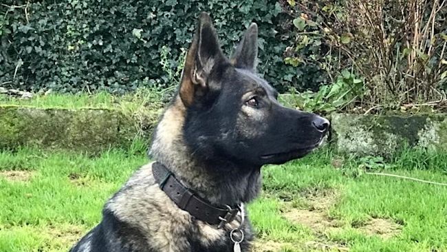 Ex police german 2024 shepherds sale uk