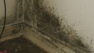 How To Remove Black Mould From Your Home And How To Prevent It Growing 