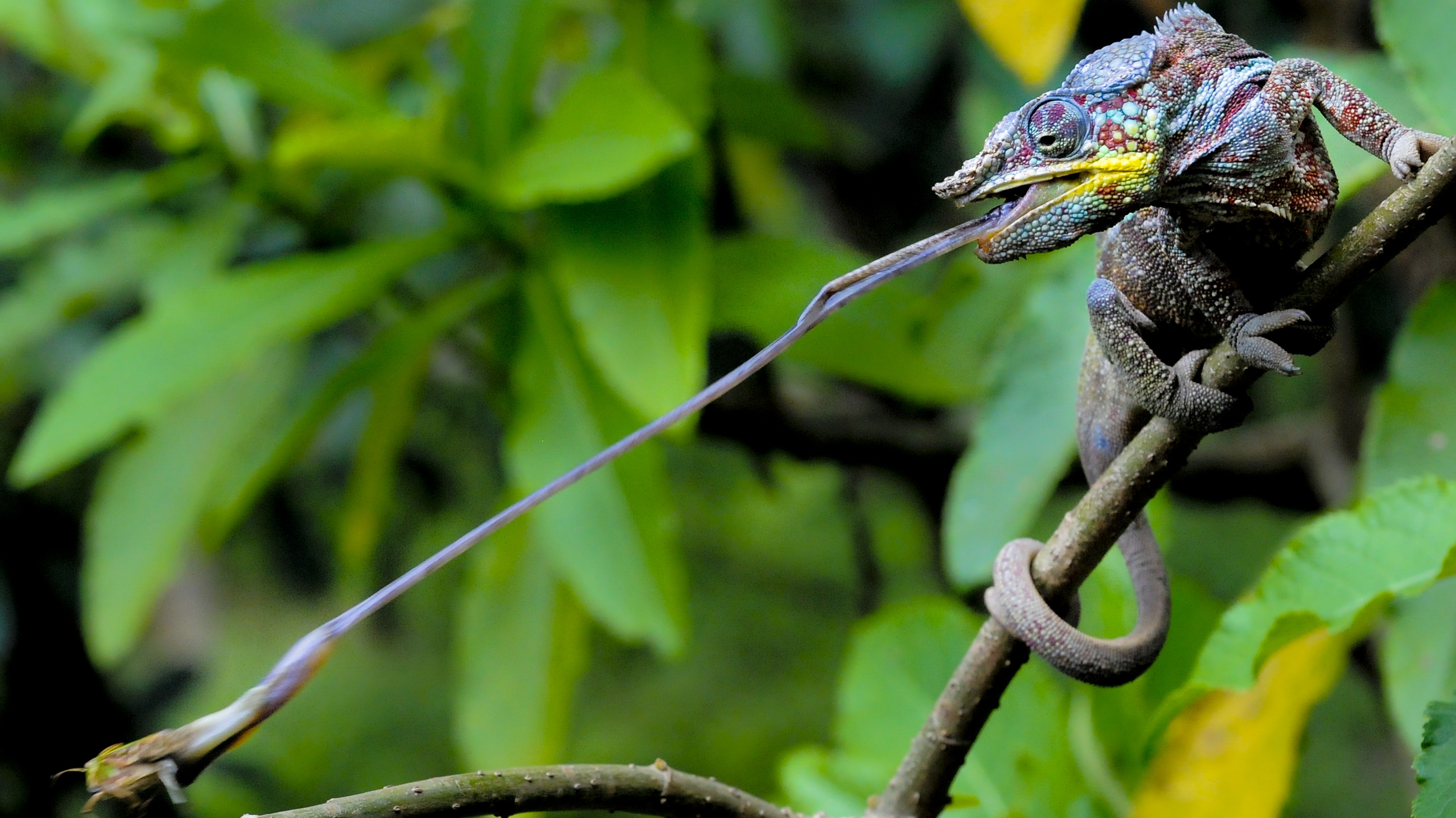 Chameleon catching prey snares ZSL Animal Photography Prize | ITV News