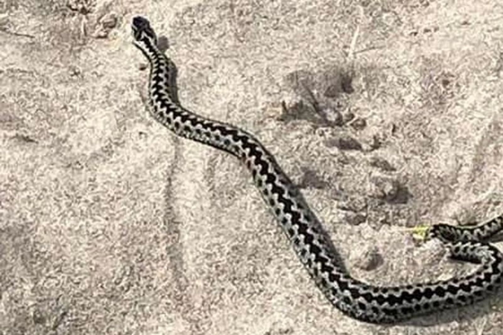 Ugandan Girl Who Turned Into A Snake