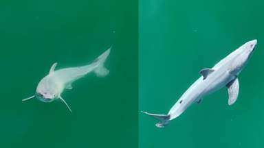 Drone footage gives possible first-ever glimpse of newborn great white shark