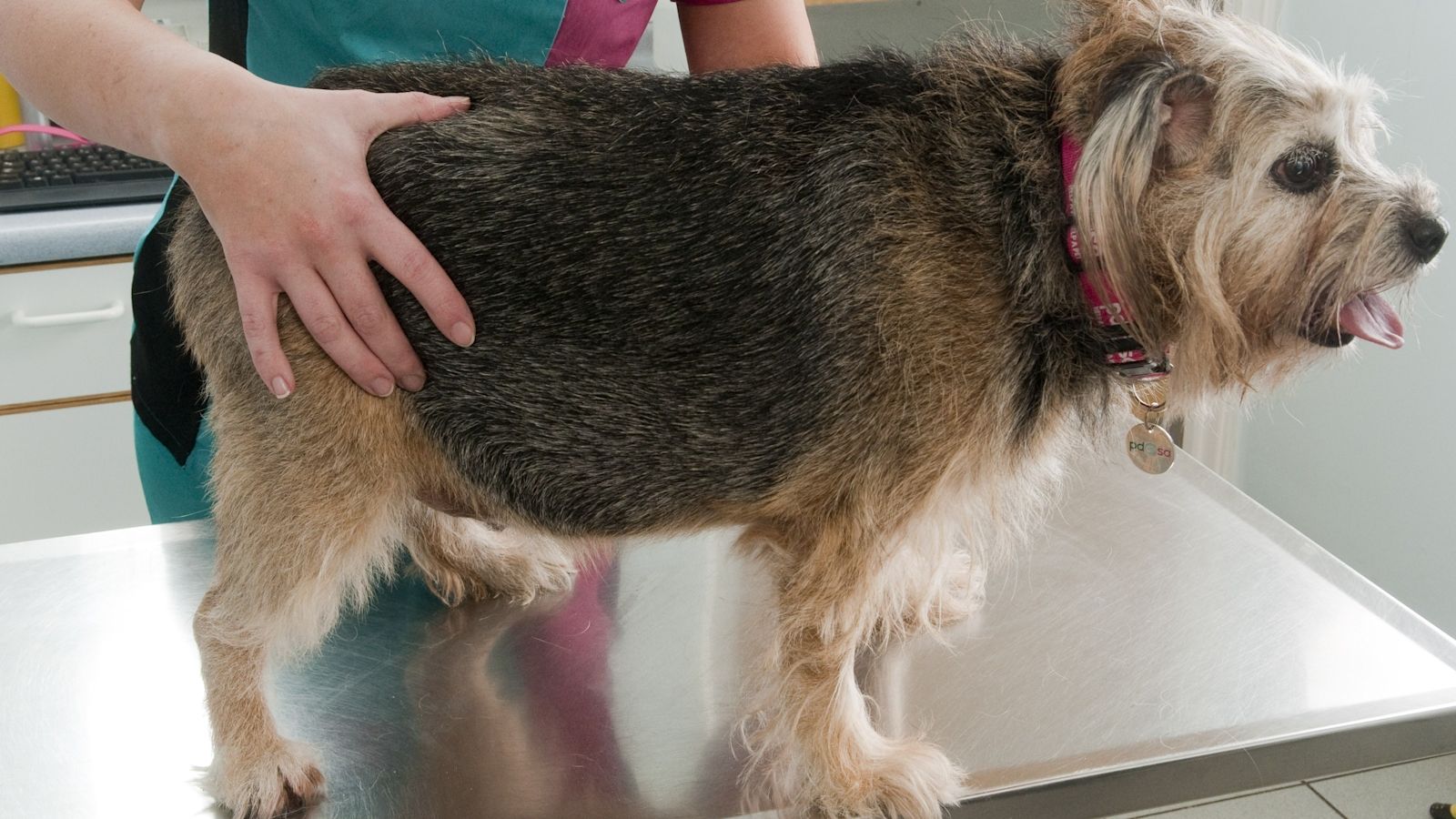 Vet Slacking Wary of complaining about your vet ? Here's how to escalate concerns ...
