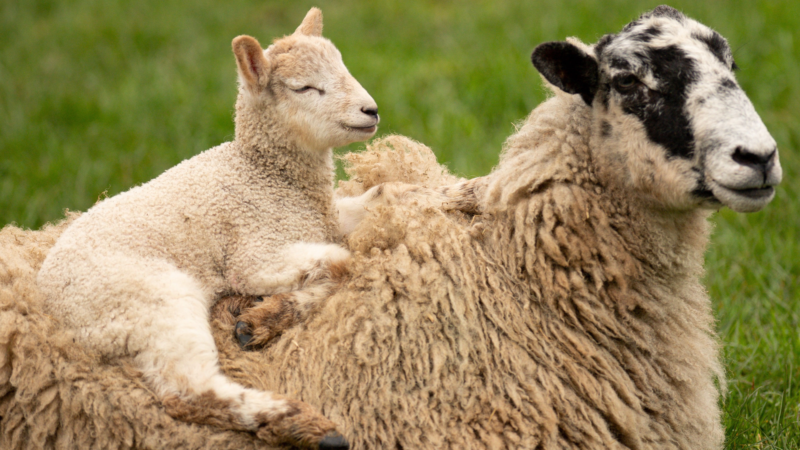 What is bluetongue, how does it spread and why are farmers worried