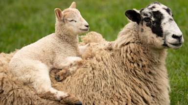 What is bluetongue, how does it spread and why are farmers worried?