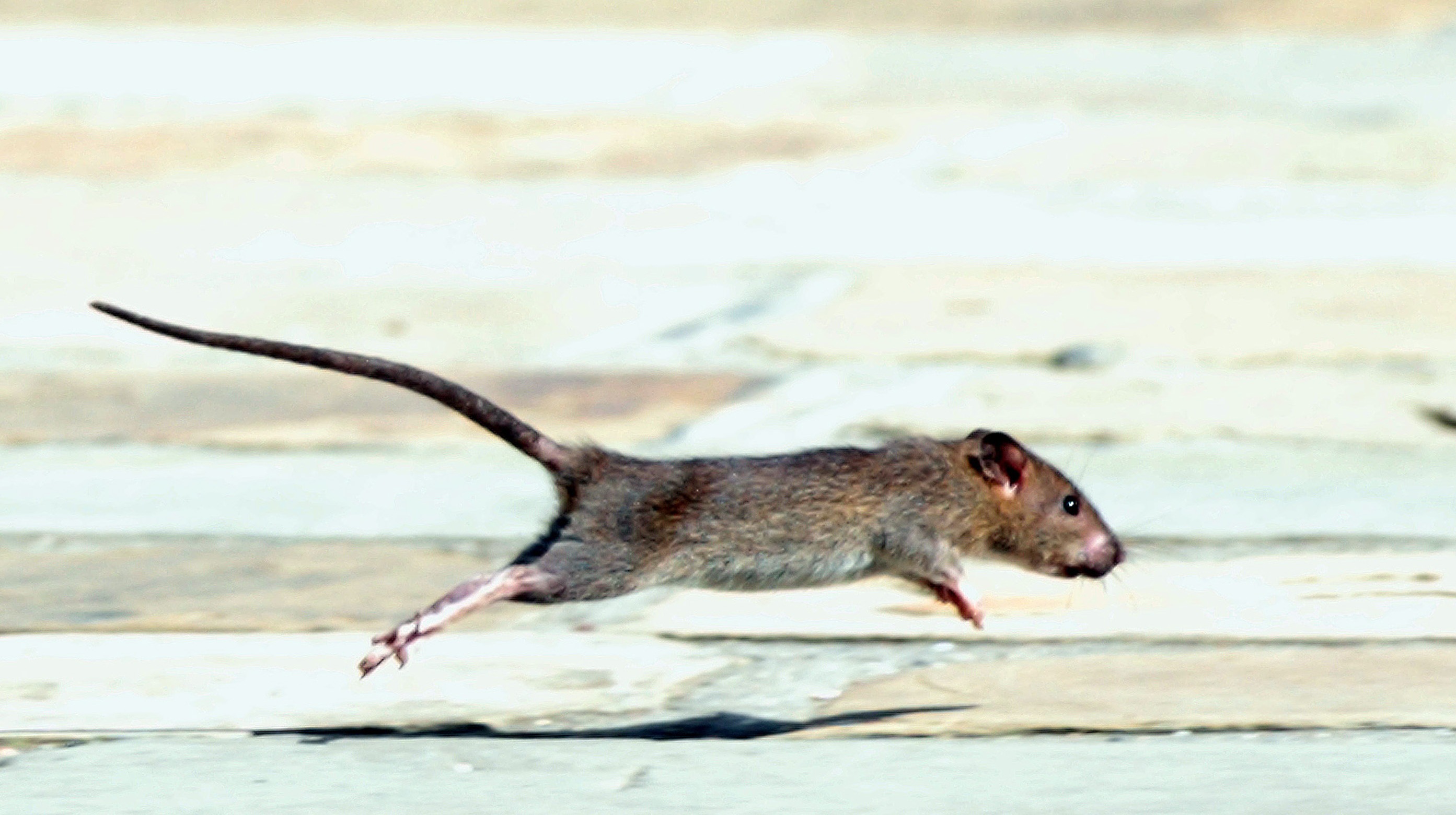 Слушать крысиный бег. Кинабулийская крыса. Мышь бежит. Крыса бежит. Крыса бегает.