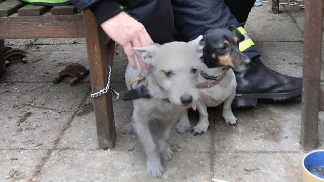 Firefighters save over 100 pets in three-bed house blaze | ITV News