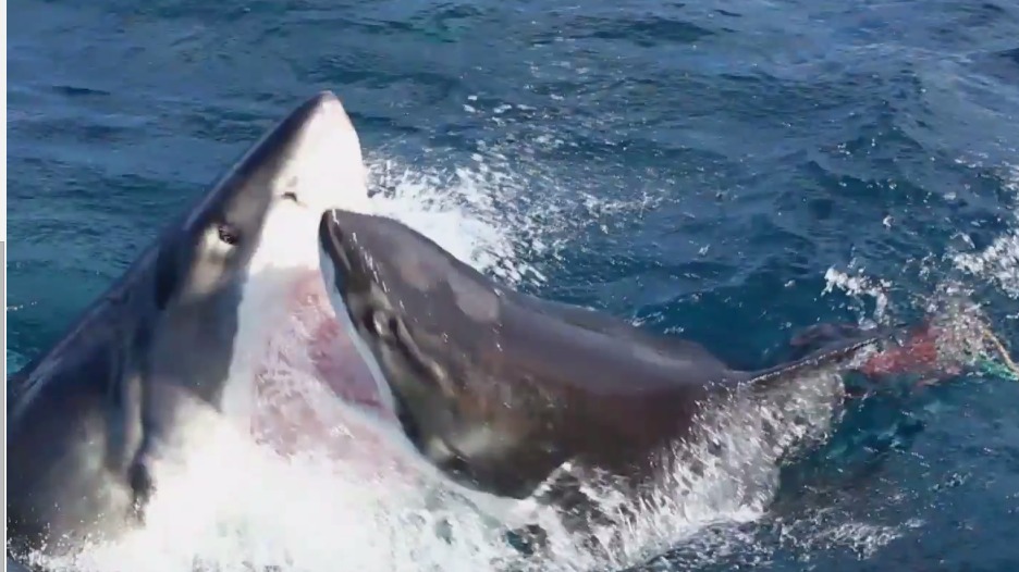 Great White v Great White: Shark-on-shark attack caught on camera | ITV ...