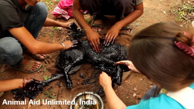 Rescuers spend two days cleaning dog who solidified after falling into hot  tar | ITV News