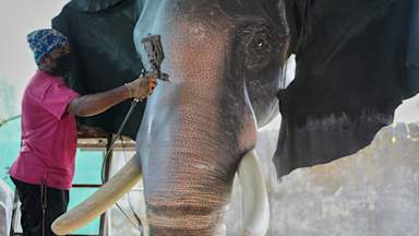 Robotic elephants replace live ones at Indian temples to stop 'animal cruelty'