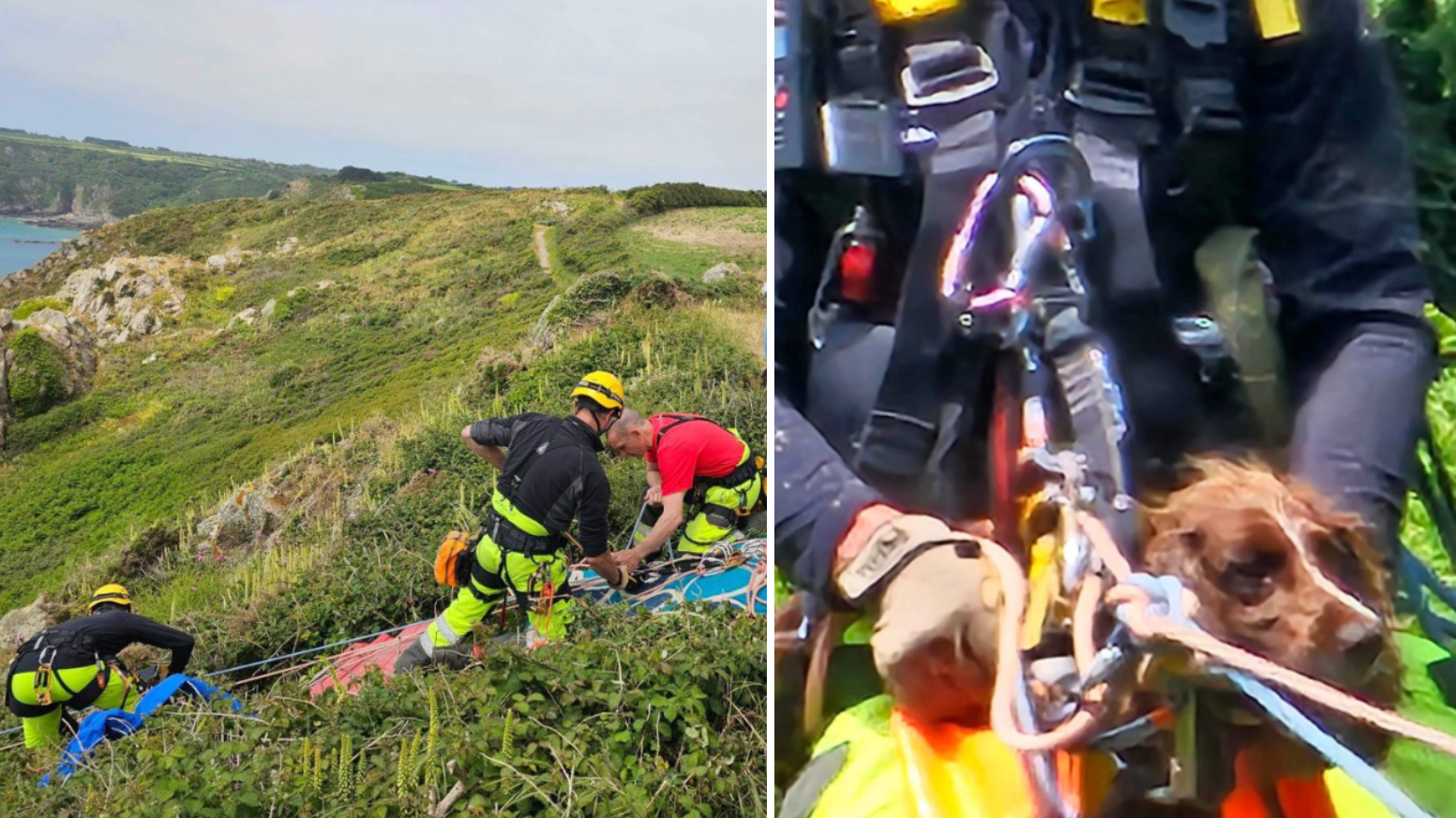 Cocker spaniel missing for two days rescued from Guernsey cliff-face ...