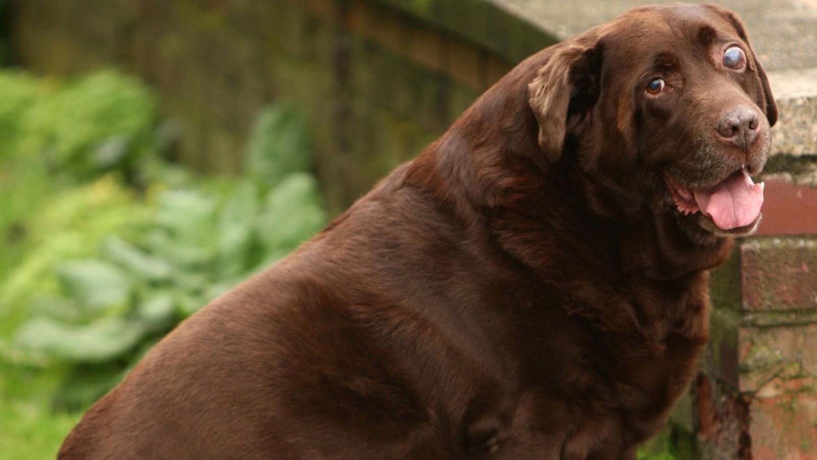 Fat Labradors may be able to blame genes on their weight, study shows ...