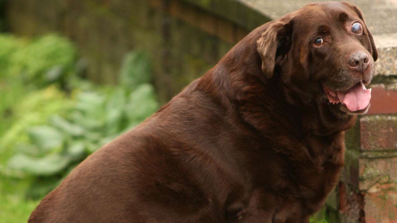 Scientists find the real reason Labradors are always hungry