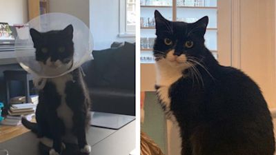 Spencer the cat has returned home, having been found miles away.