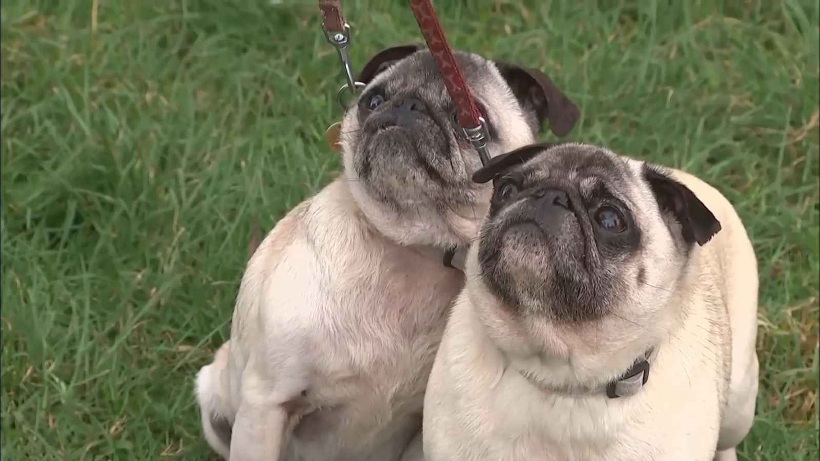 Skipper the puppy born with six legs is a 'miracle