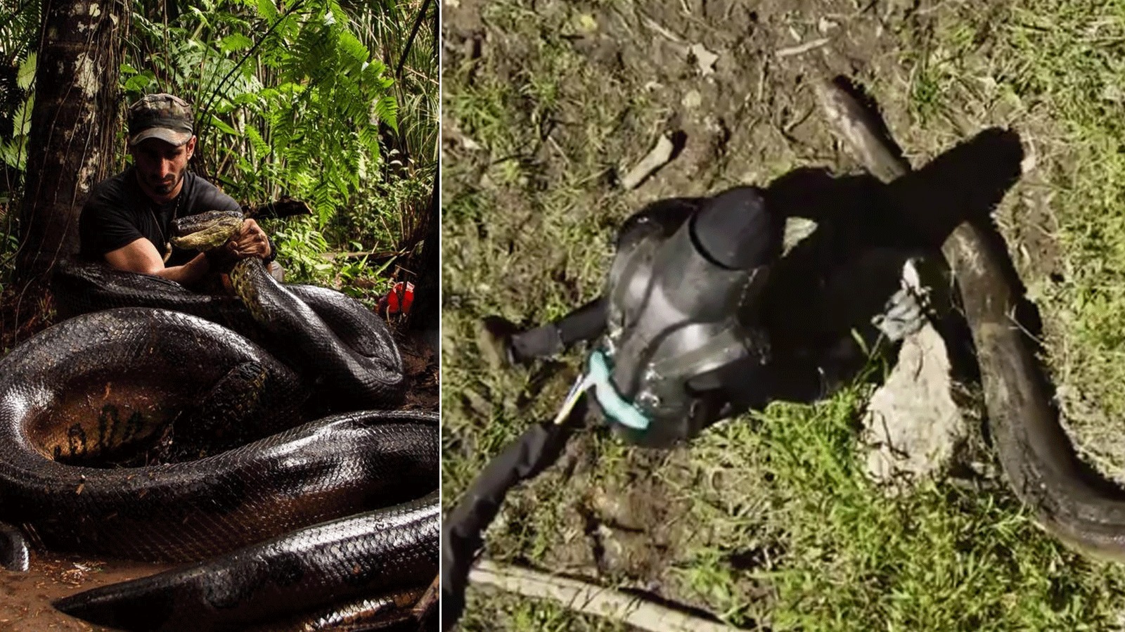 Watch eaten alive by anaconda