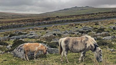 DARTMOOR PONIES credit Devon Live