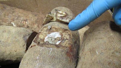 260820-Cocaine hidden in vegetables-Home Office