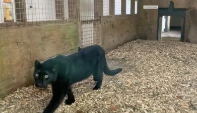 Black Leopard - Creation Kingdom Zoo