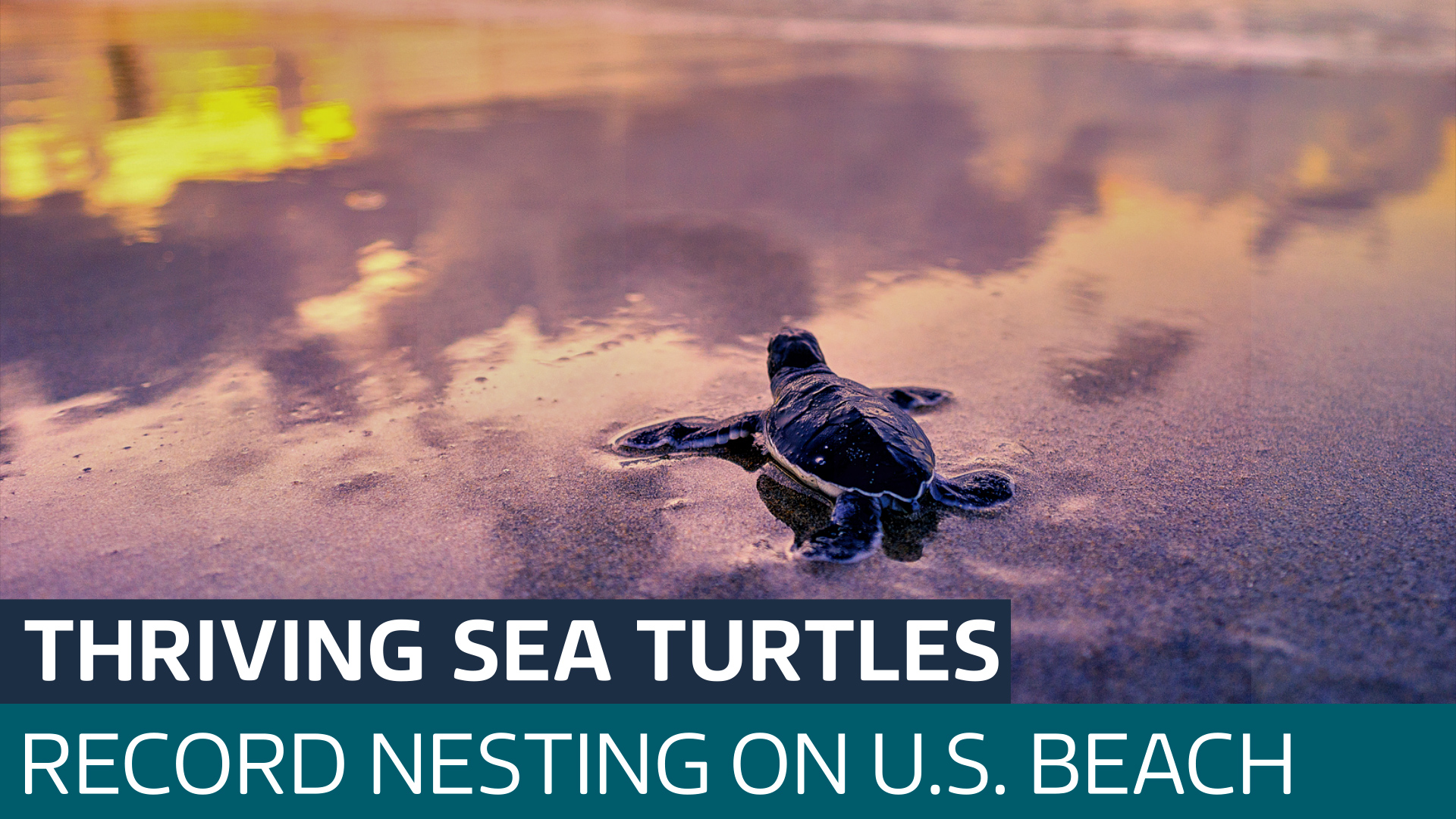 Sea turtles lay record number of eggs on Florida beach - Latest From ...