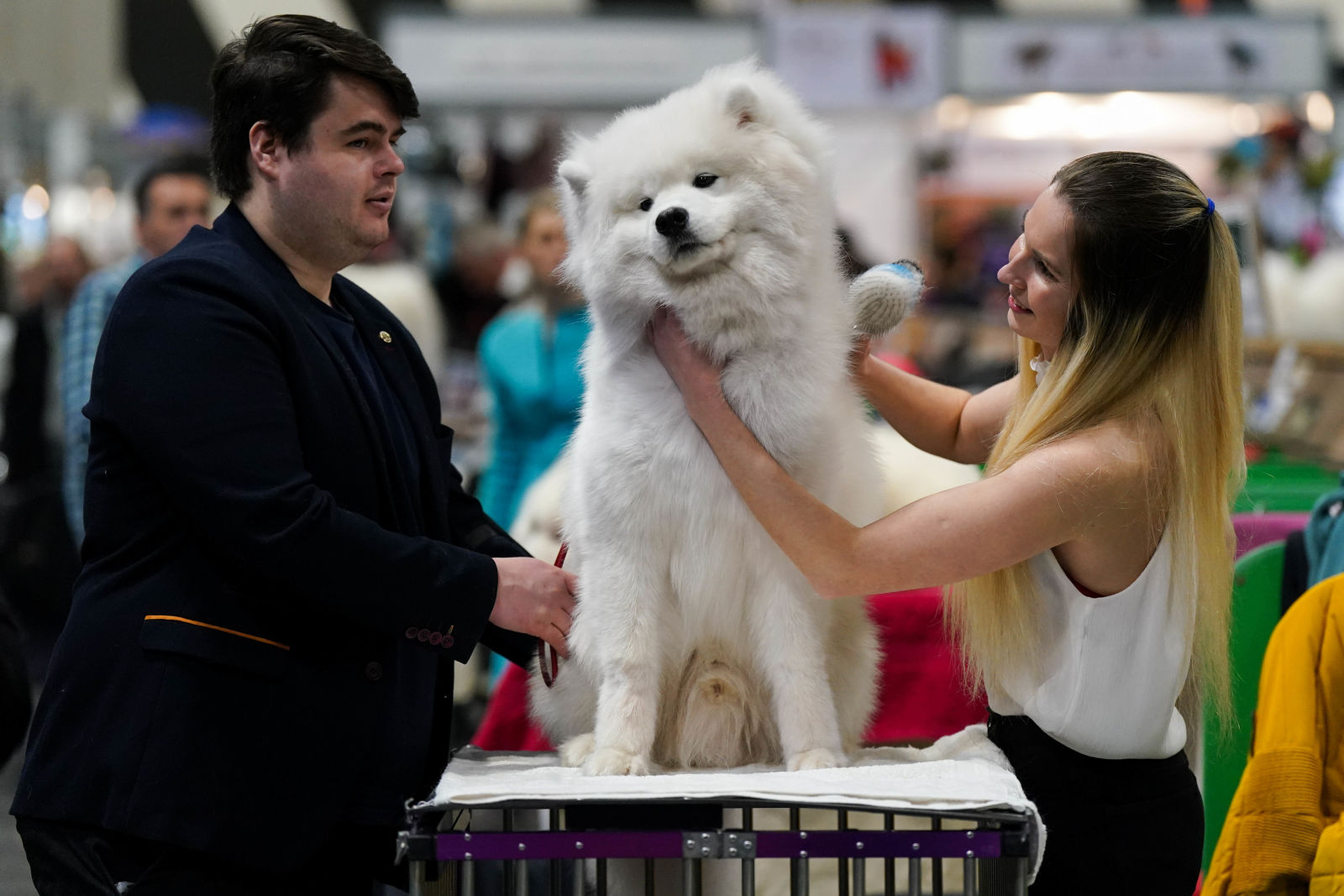 Crufts 2024 Tickets go on sale for the world's biggest dog show in