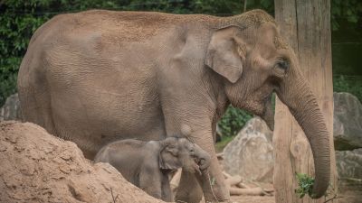 170920 elephant Chester Zoo Granada