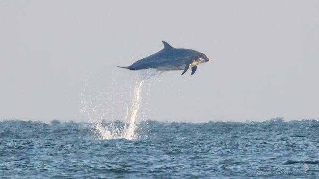 olphin off Filey 