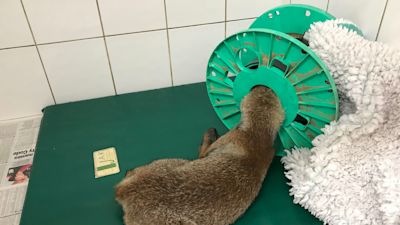 A young fox was rescued by the RSPCA after getting his head wedged in a coil reel.