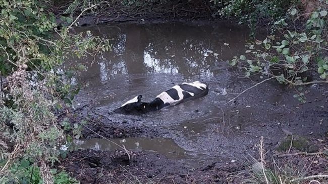 Cow stuck in mud