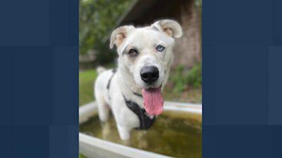 Rspca lost online dogs home