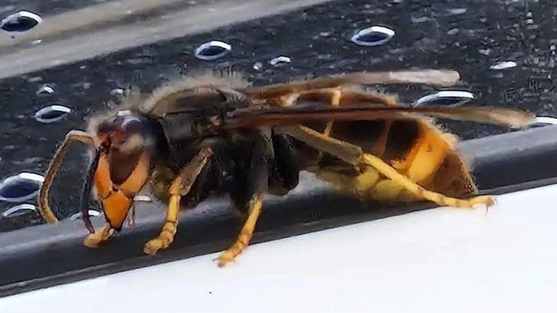 Warning To Public After Invasive Asian Hornets Spotted In Kent And ...