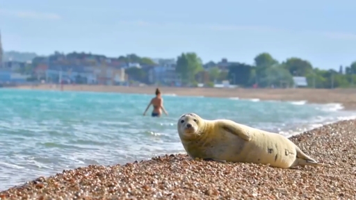 The Adorable Seal Soaking Up The Sun On Weymouth Beach West Country Itv News