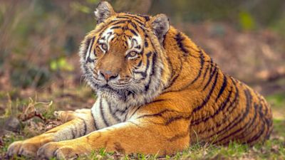 Vlad the tiger at Yorkshire Wildlife Park