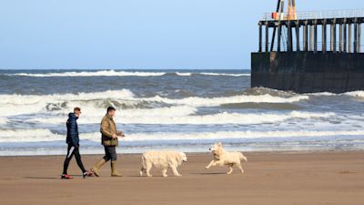Dogs on the beach