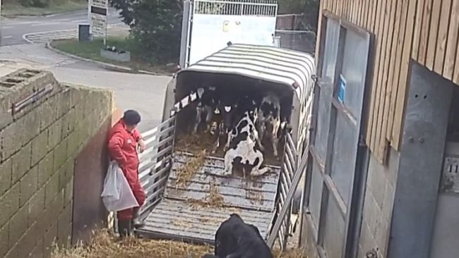 060323-dorset livestock haulier guilty young calves cctv