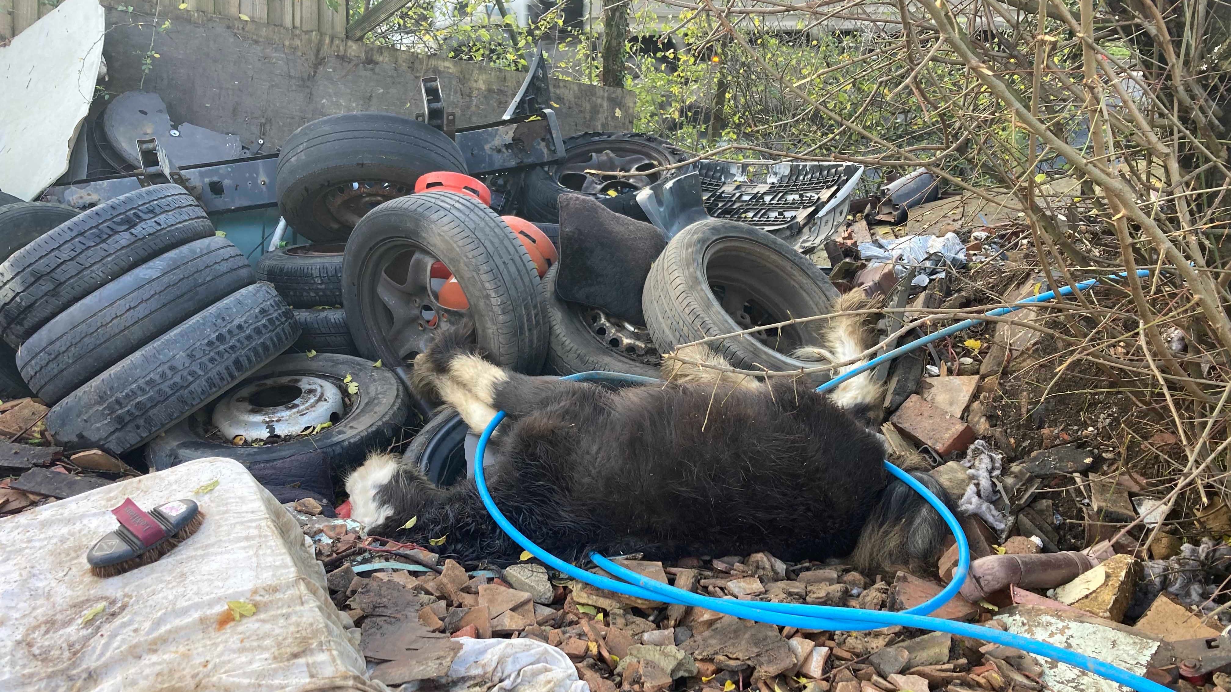 'Emaciated' horse found dumped in pile of rubble in Essex ITV News Anglia