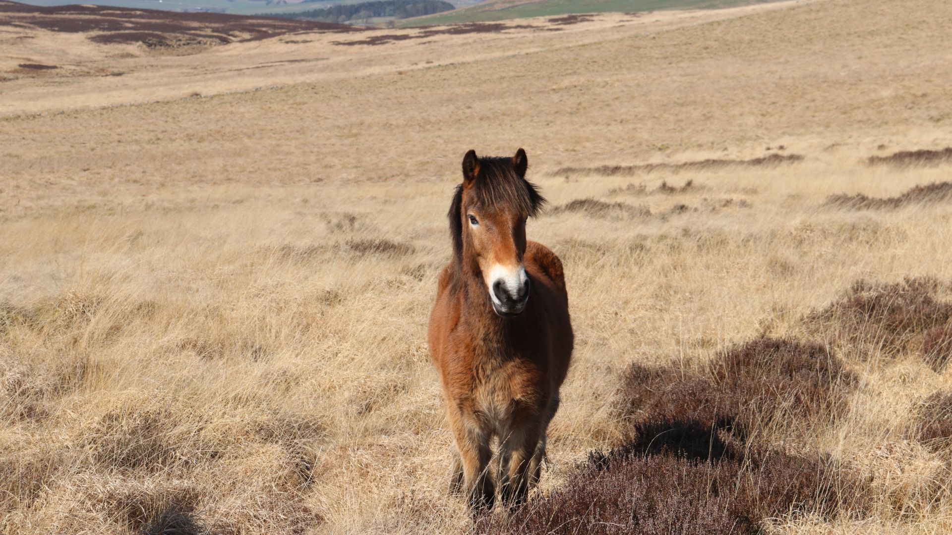 Exmoor ponies escape from Northumberland Wildlife Trust's Benshaw Moor ...