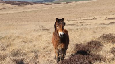 13.04.23 Pony Northumberland Credit: PA