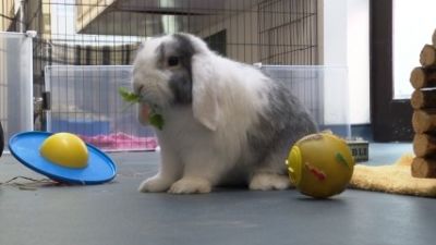 Bristol Animal Rescue Centre inundated with rabbits as owners struggle to  afford pets | ITV News West Country