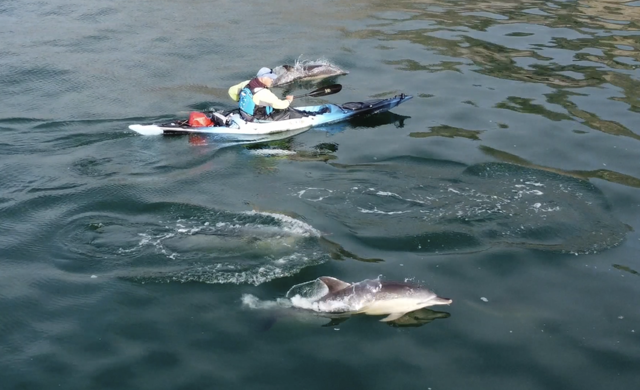 Amazing Moment Kayaker Followed By Pod Of Dolphins Caught On Camera In ...