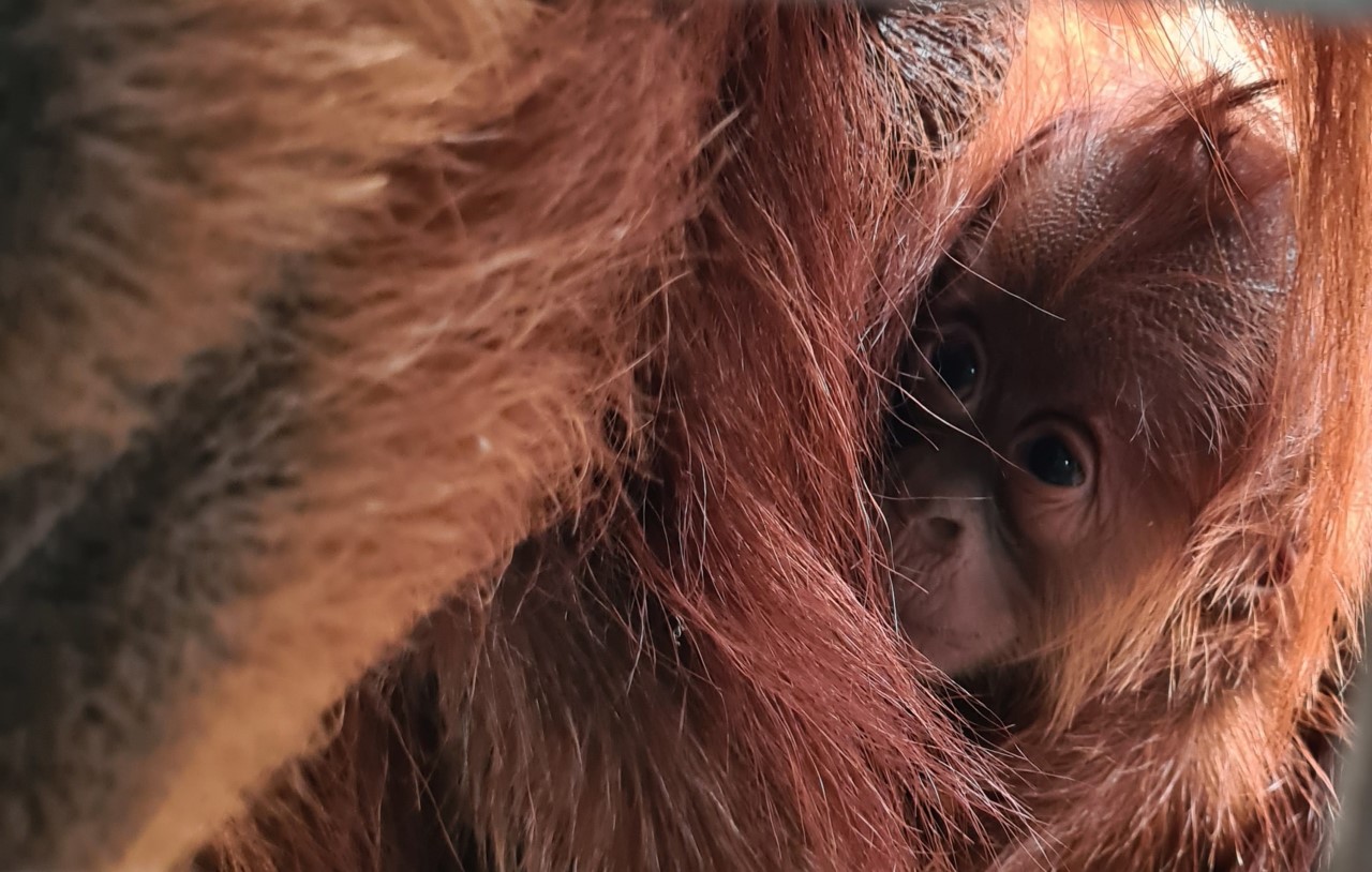 Chester Zoo: Rare Borneo orangutan born at zoo - BBC Newsround